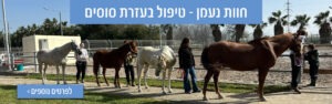 חוות נעמן - טיפול בעזרת סוסים